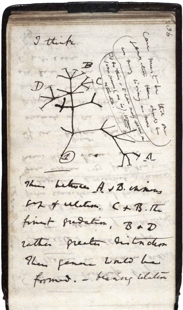Charles Darwin's 1837  diagram of an evolutionary tree.